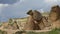 Snail-Shaped Rock Formation in Devrent, Imaginary Valley, Cappadocia