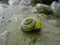 Snail Shell,