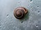 Snail in a shell