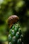 Snail shell on cactus