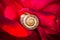 Snail shell in the center of a red rose