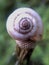 Snail shell close-up on Ð° dandelion bald head