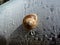 Snail Shell on Concrete