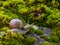 Snail in shell crawling on moss, summer forest