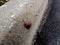 Snail in shell crawling on road in garden., Roman snail. Rain snail closeup on asphalt footpath in spring park