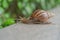 Snail with shell crawling slowly isolated on green nature tree. Small wildlife animal bug in garden