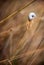 A snail shell on dry grass with a blurred background with randomly placed grasses.