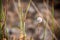 A snail shell on dry grass with a blurred background with randomly placed grasses.
