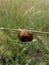 Snail with a shell hanging from a straw