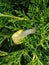 Snail in a shell in juniper foliage