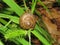 Snail Shell on a Leaf.