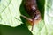 Snail without shell. Leopard slug Limax maximus, family Limacidae, crawls on green leaves. Spring, Ukraine, May