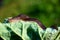 Snail without shell. Leopard slug Limax maximus, family Limacidae, crawls on green leaves. Spring, Ukraine, May