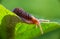 Snail without shell. Leopard slug Limax maximus, family Limacidae, crawls on green leaves. Spring, Ukraine, May