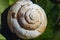 Snail shell lies on a green leaf in the garden