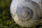 Snail shell on moss - super macro shot