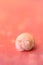 Snail shell on pink wall background