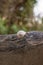 Snail shell on a plank -Cepaea hortensis-