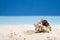 Snail shell in sand at beach