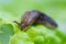 A snail without a shell slug from the Gastropoda family crawls on a piece of lettuce. Pest eating food in the garden