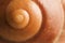 Snail Shell Spiral