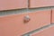 Snail shell on a wall of red bricks