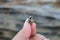 A snail shell washed ashore on the beach.