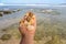 A snail shell washed ashore on the beach.