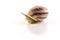 Snail with shell on white background