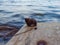 Snail shell on a wooden bridge