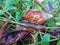 A snail is a shelled gastropod