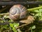 A snail is a shelled gastropod.