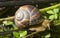 A snail is a shelled gastropod.