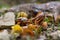 Snail shells broken by song thrush Turdus philomelus