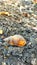 snail shells in burnt trash areas