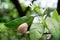 A snail sits on blossoming tree branch