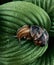 A snail sits on a green leaf.Brown grape snail in the garden.