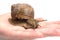 Snail sits on the hand, isolated on a white background