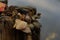 A snail sits on a mushroom on a stump near a lake, autumn