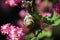 Snail sitting on the branch of a flowering currant