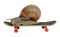 Snail on a skateboard