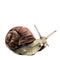 The snail sketch vector