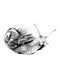 Snail sketch vector graphics