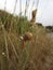 Snail sleeping on a spike after the rain in the mountain