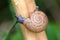 Snail Slides along a Plant Stem