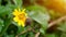 A snail slithering on a yellow jacoba flower