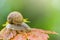 Snail slow crawling on leaf, close up isolated