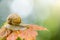 Snail slow crawling on leaf, close up isolated