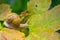 Snail slow crawling on leaf, close up isolated