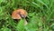 The snail is slowly crawling on the mushroom cap. Penny Bun mushroom or Porcino Boletus edulis